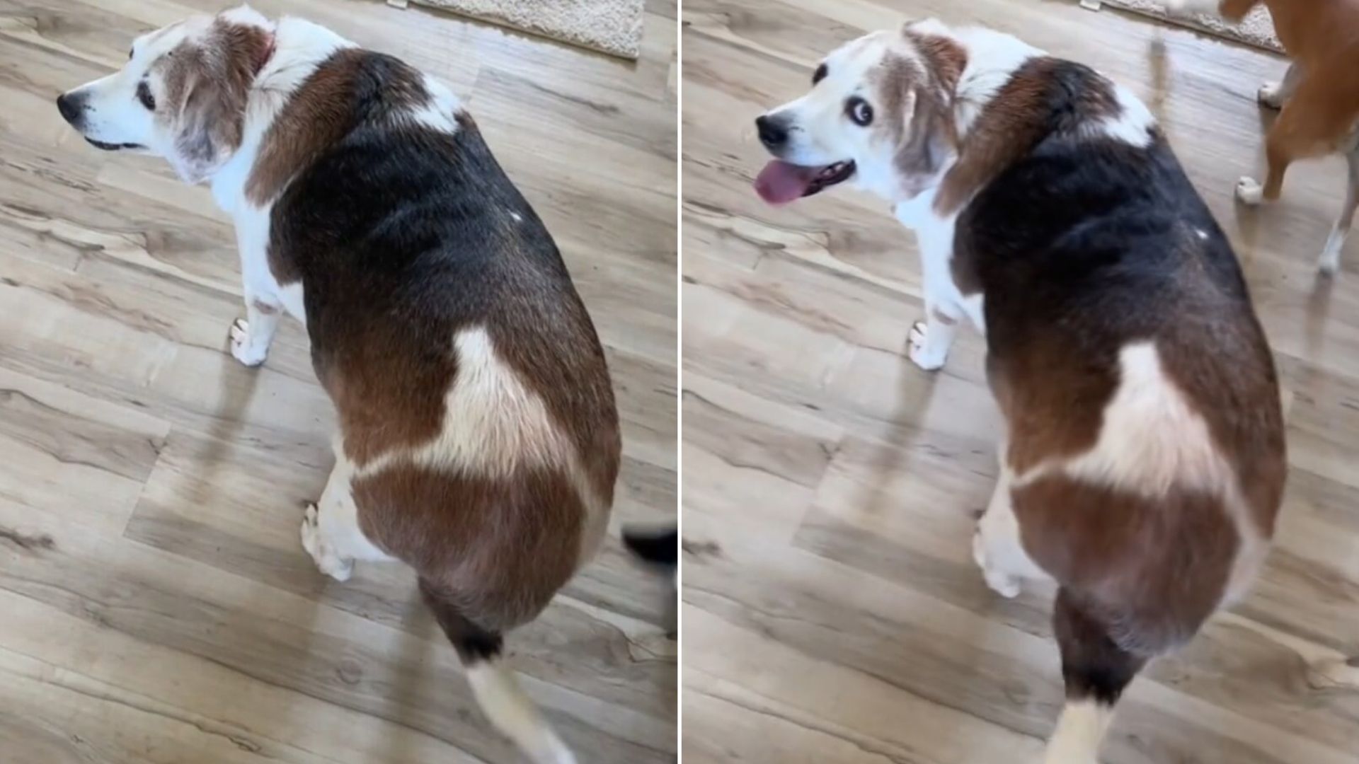 Virginia Rescue Dog’s Struggle With Weight Becomes A Testament To Love And Patience