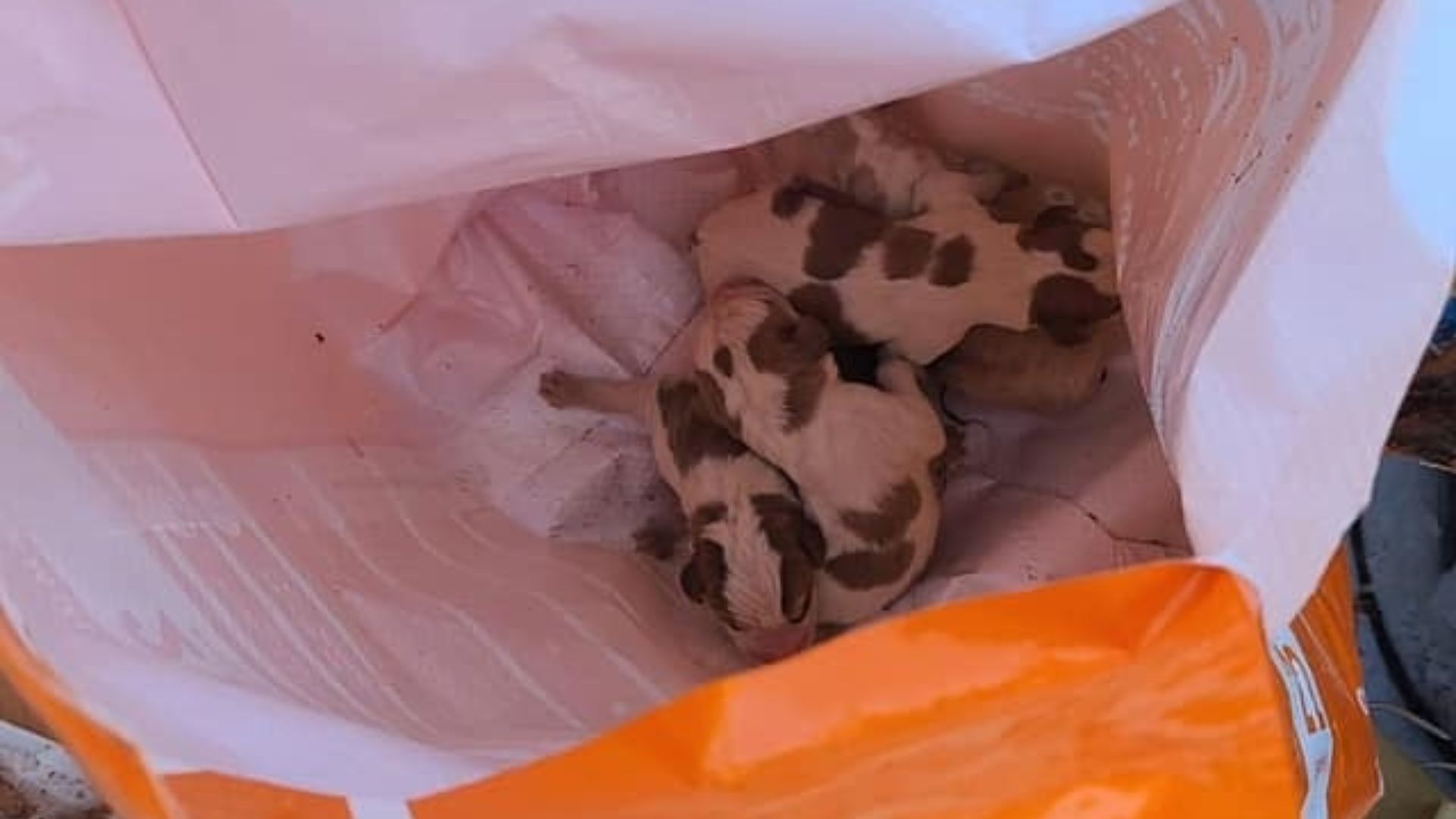 puppies in bag