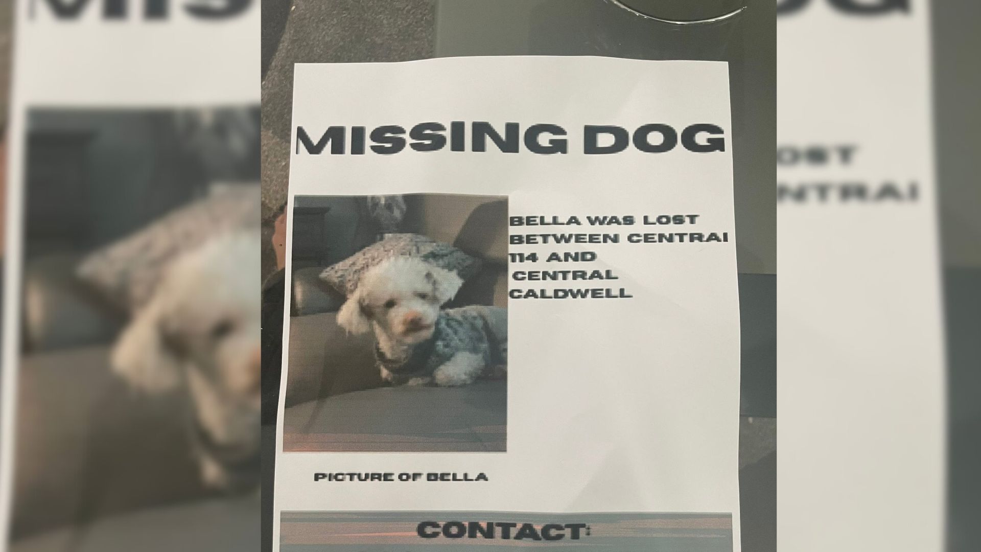 missing dog poster