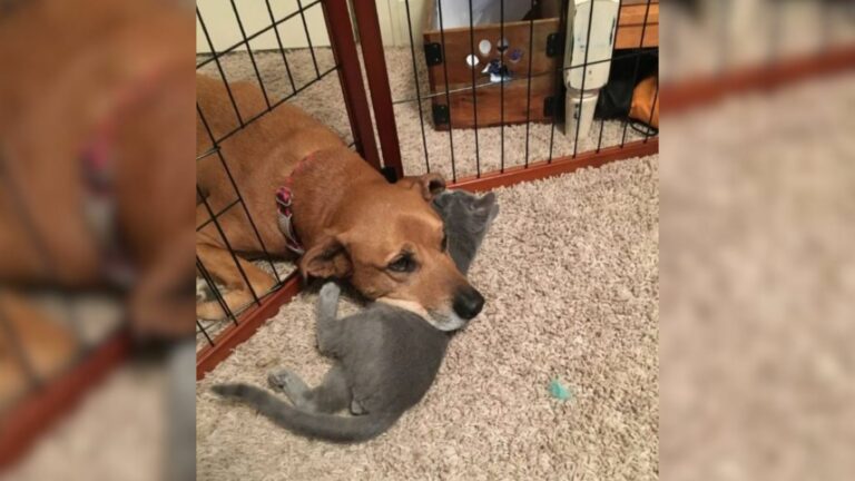 sweet senior dog