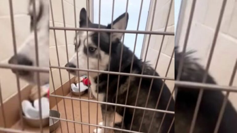 dog in shelter