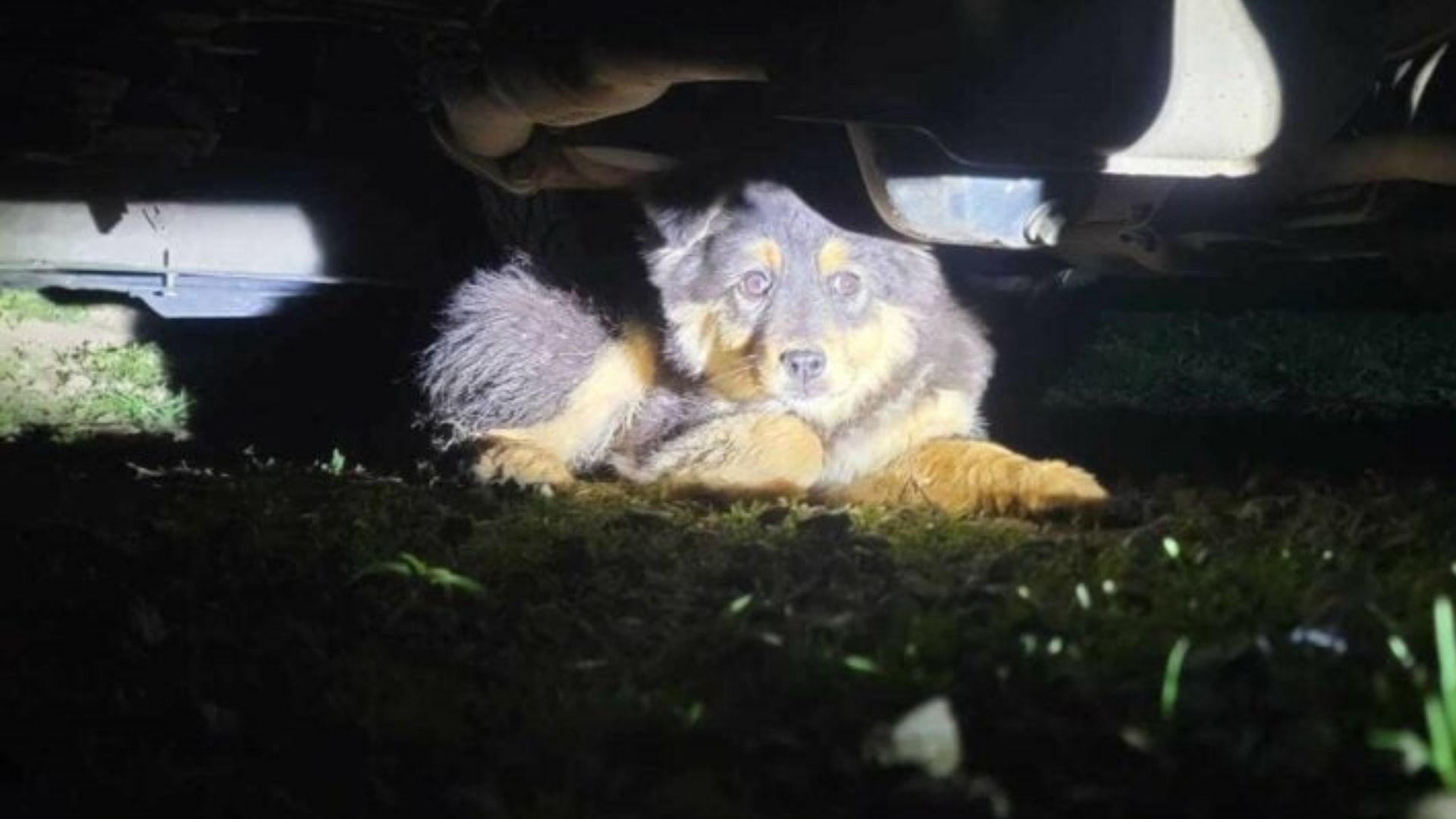 Washington Woman Runs Barefoot Through Her Yard After A Terrifying Cry Breaks The Silence