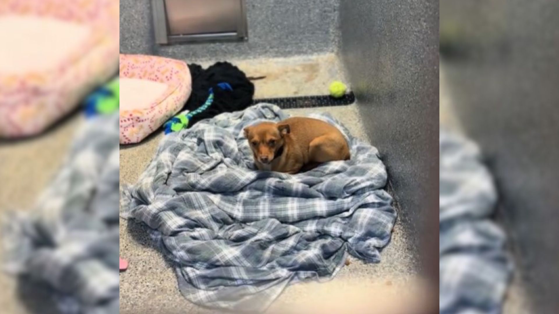 sweet brown chihuahua