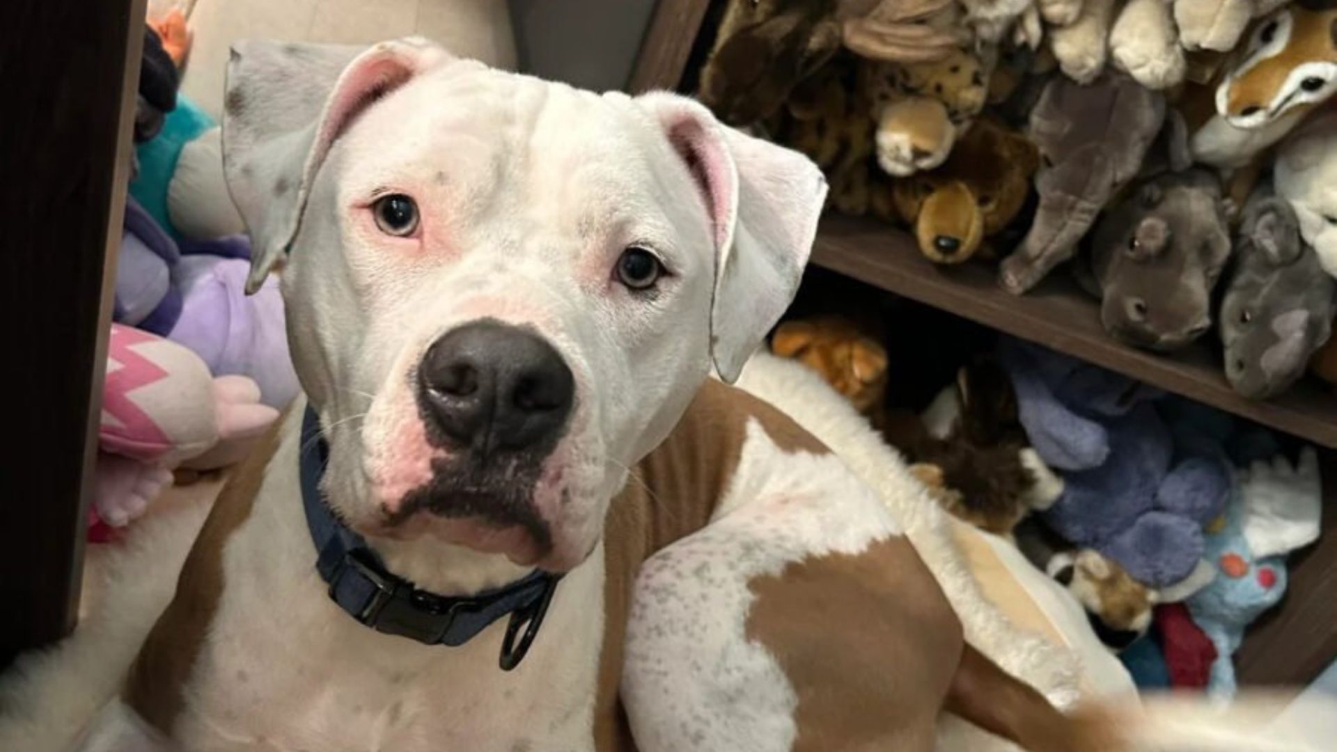 Wisconsin Family Runs A DNA Test On Their “Bulldog” And Unveils A Secret They Didn’t Expect