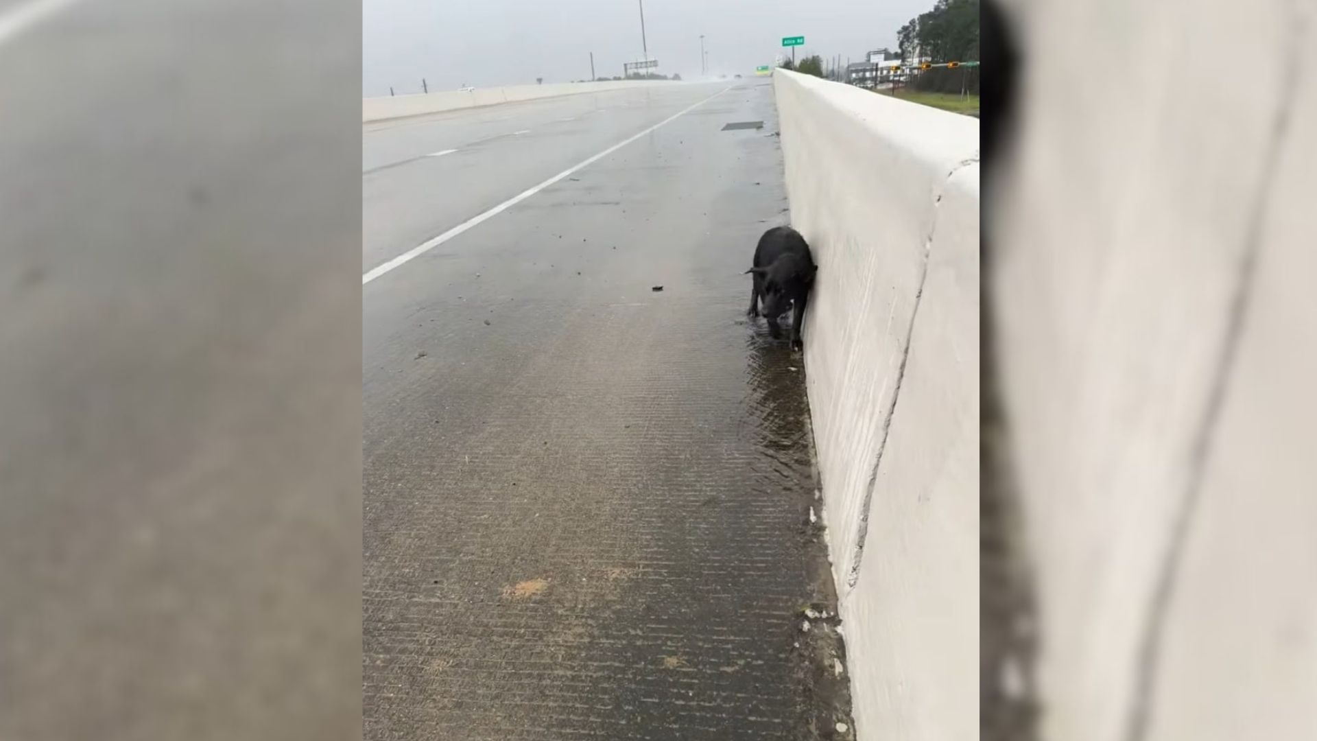 dog on highway