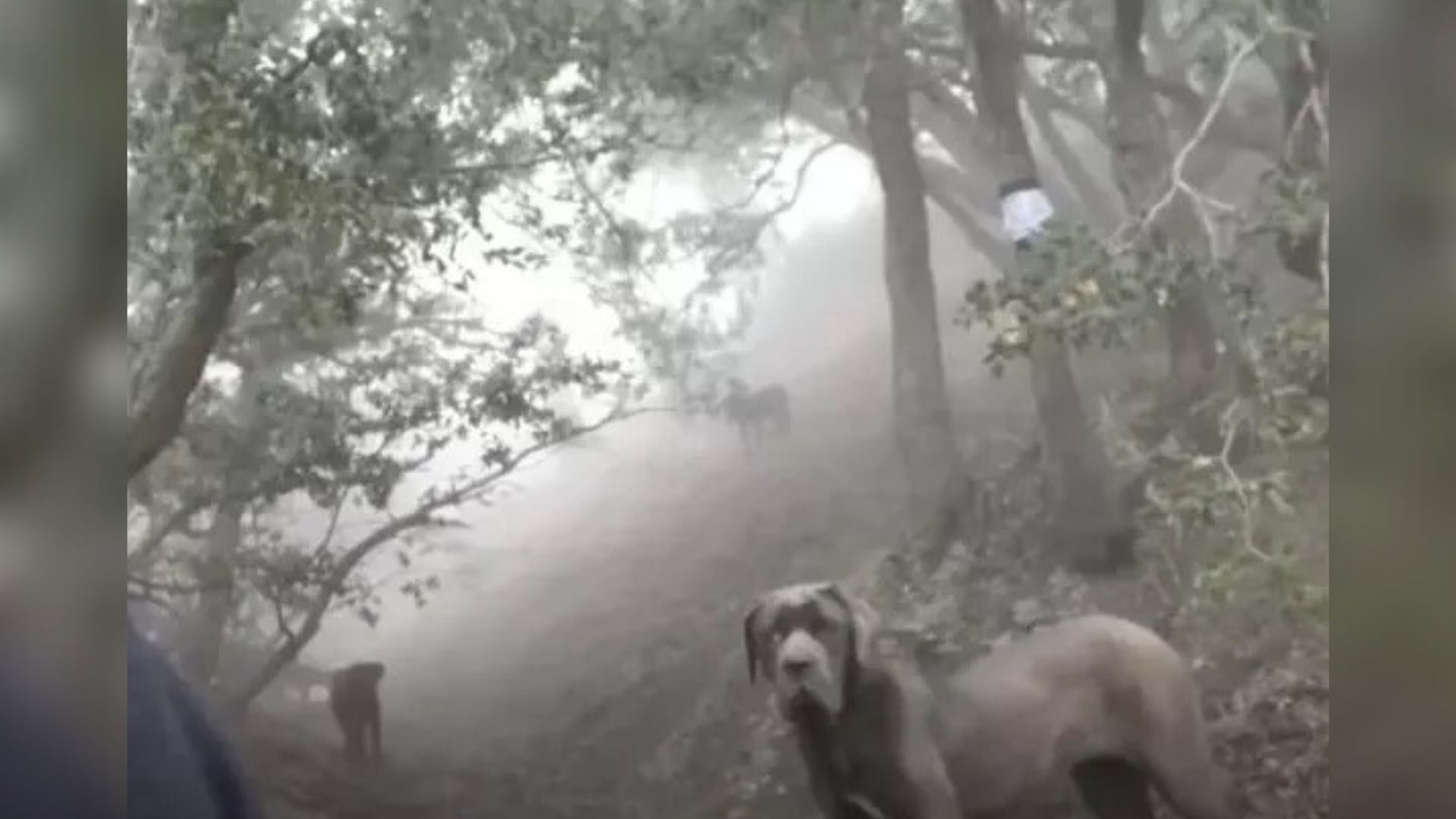 dogs in forest