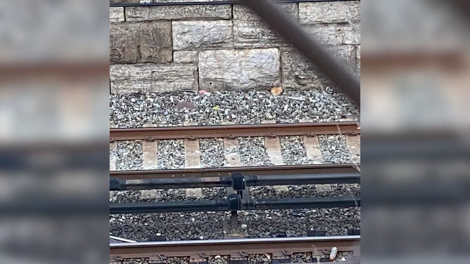 Woman Stunned By Mysterious Cries