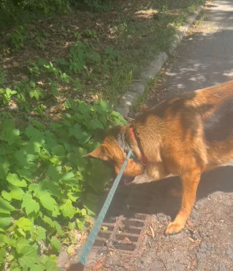 a German shepherd on a leash sniffs the road