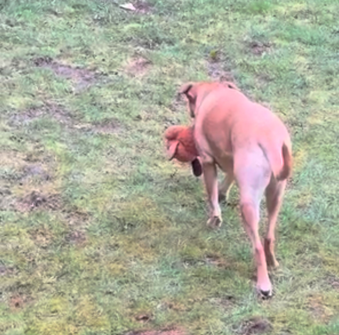 a dog in a meadow with a stuffed toy in its mouth