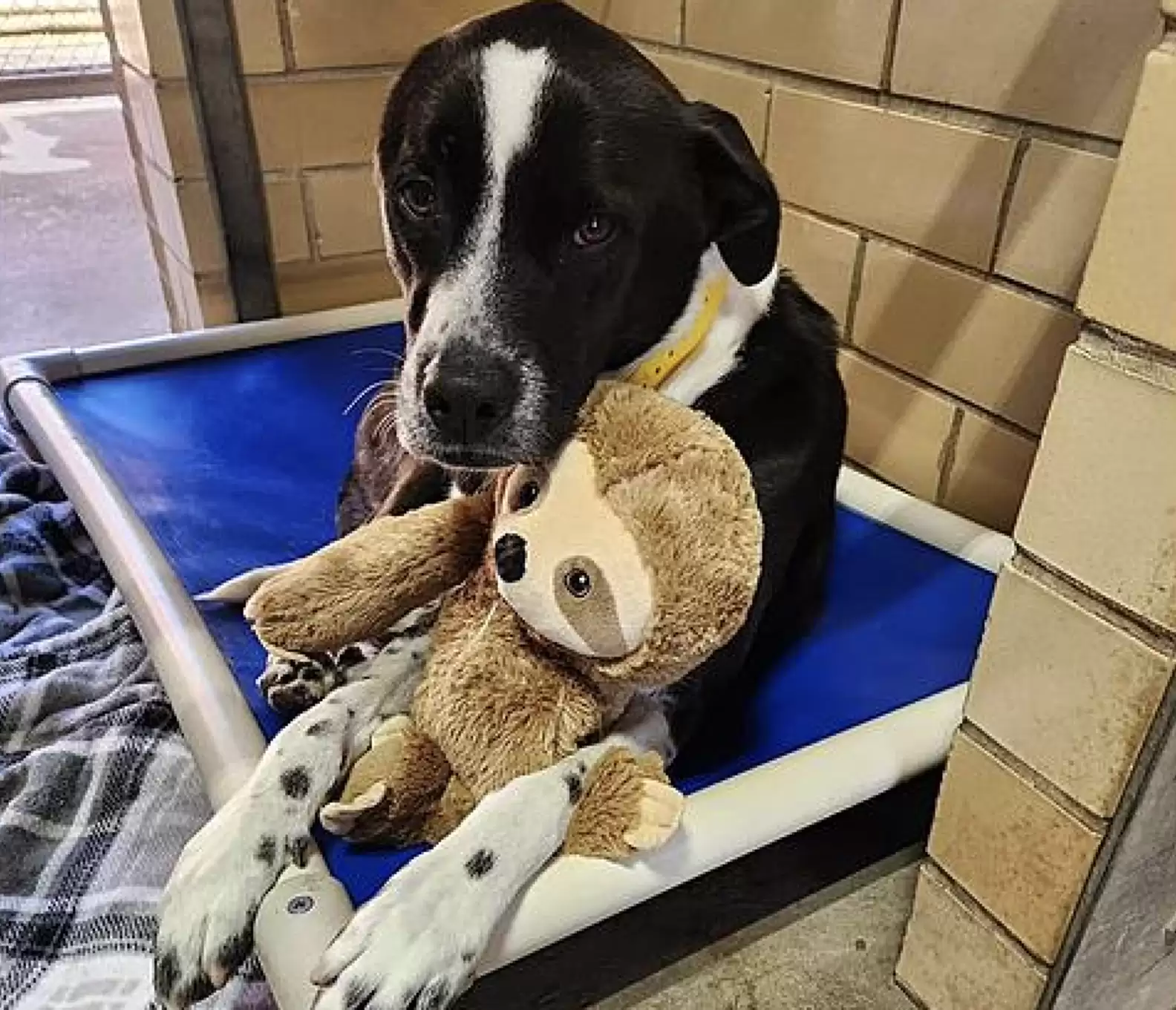 a dog with a stuffed toy is sitting on the bed