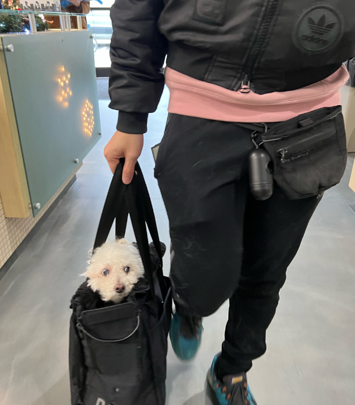 a man carries a dog in a bag