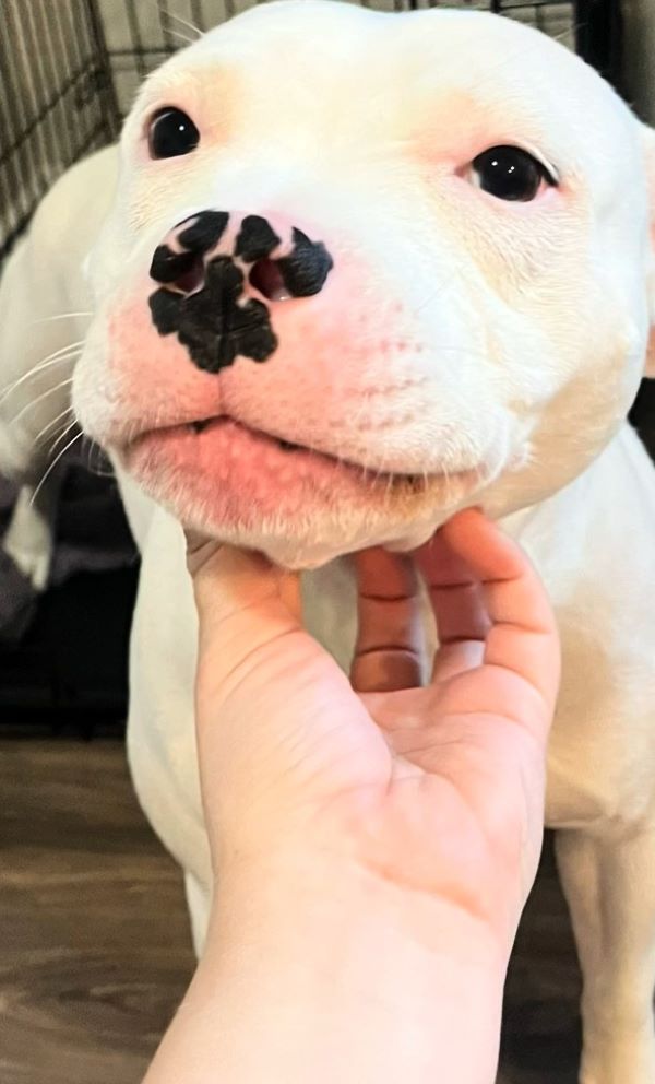 a man strokes a white dog's neck