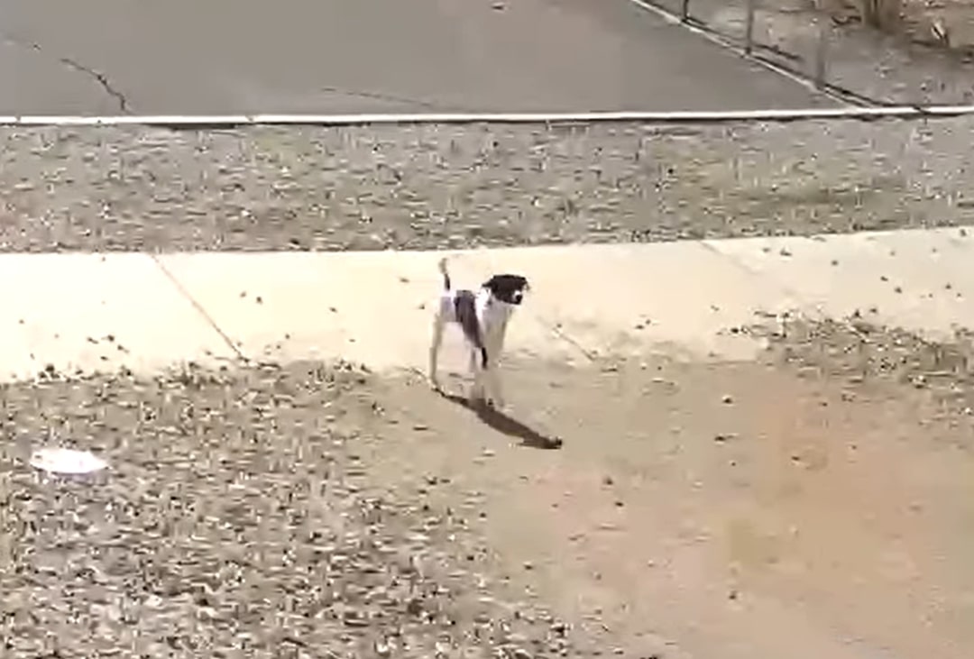 abandoned dog walking