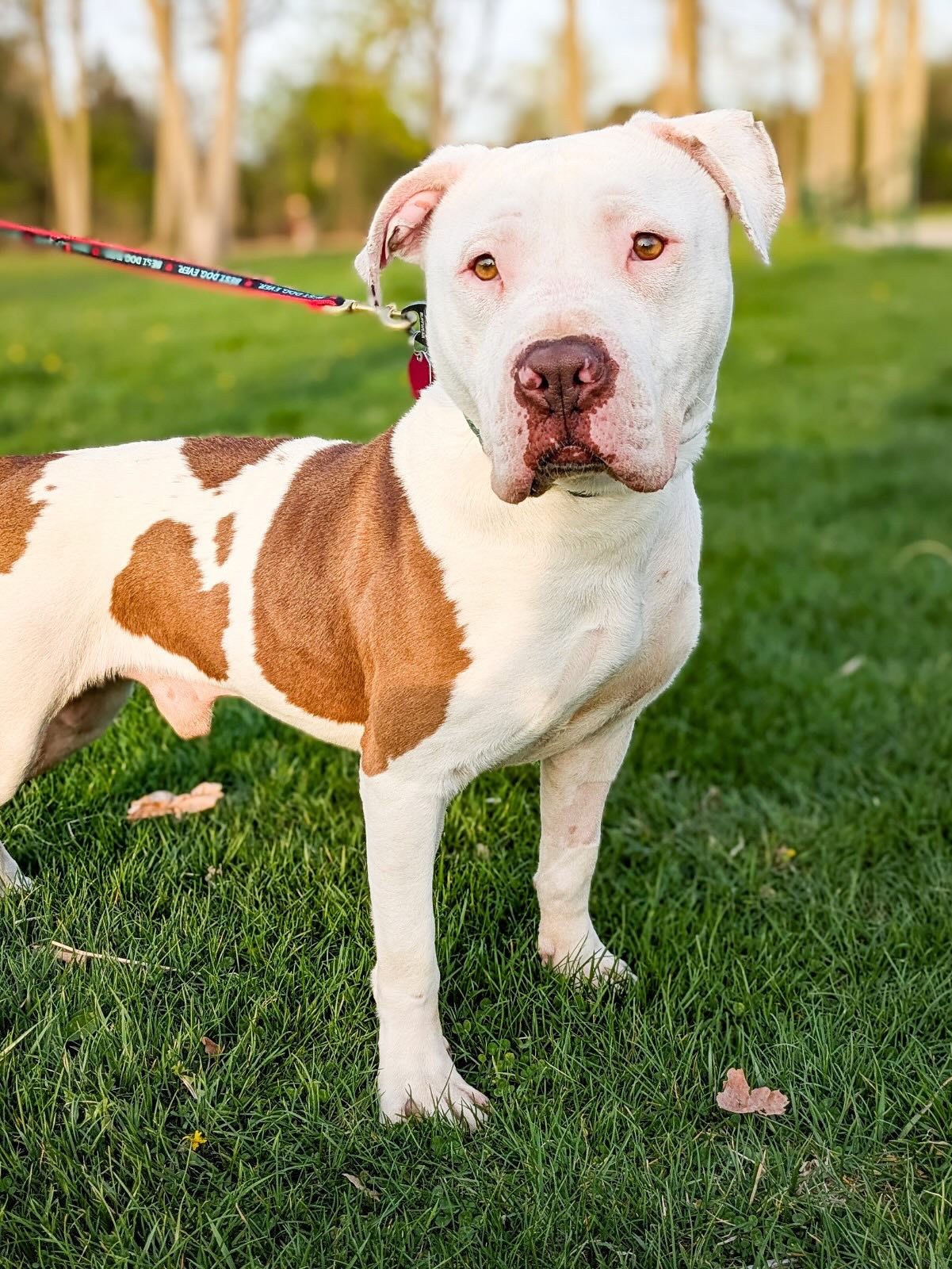 adopted dog on leash