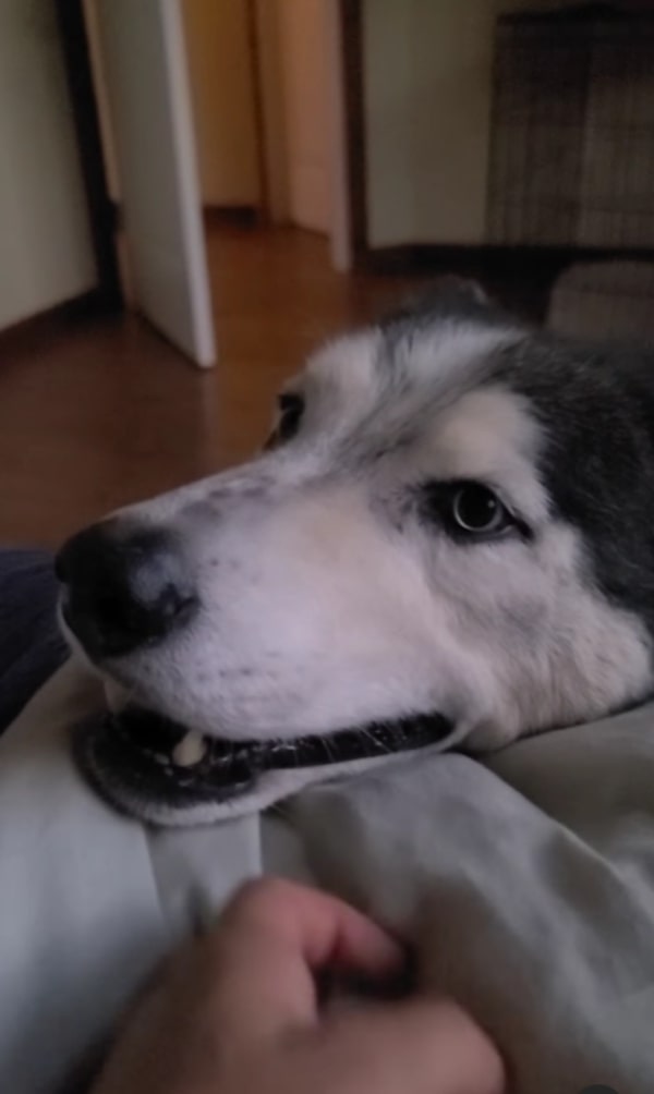 adorable Husky in house