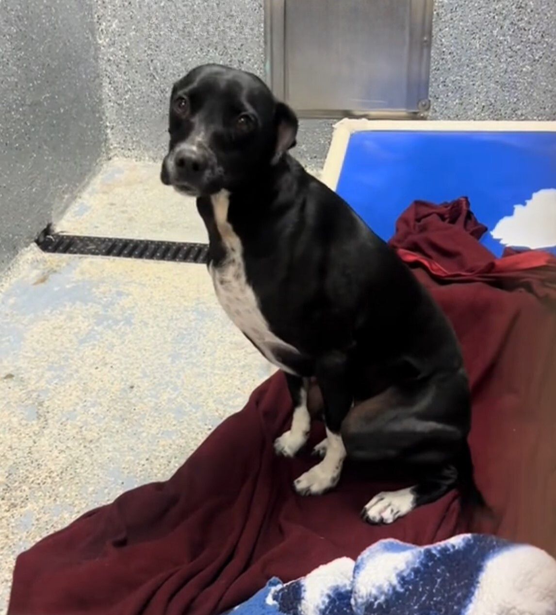 adorable black dog in shelter