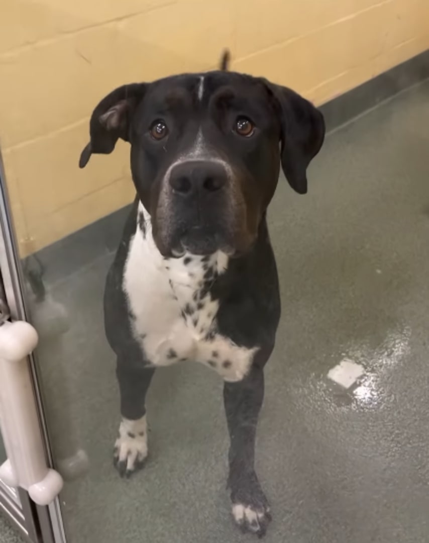 adorable black dog in shelter