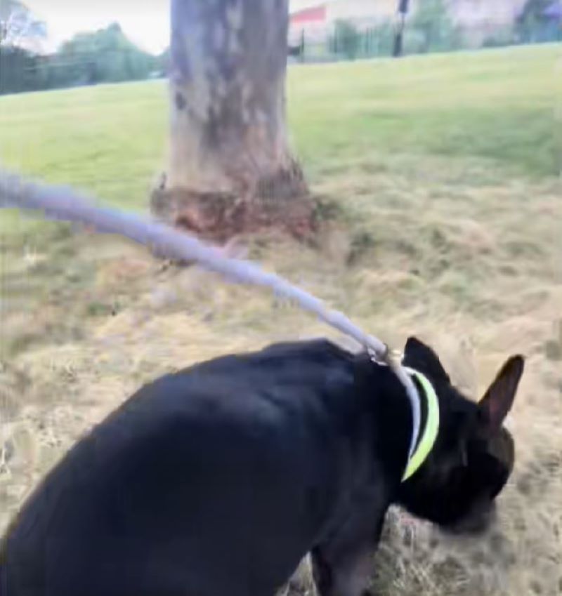 adorable black dog on leash