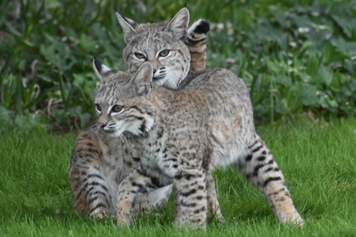 adorable bobcats