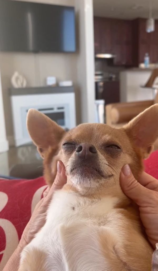 adorable chihuahua