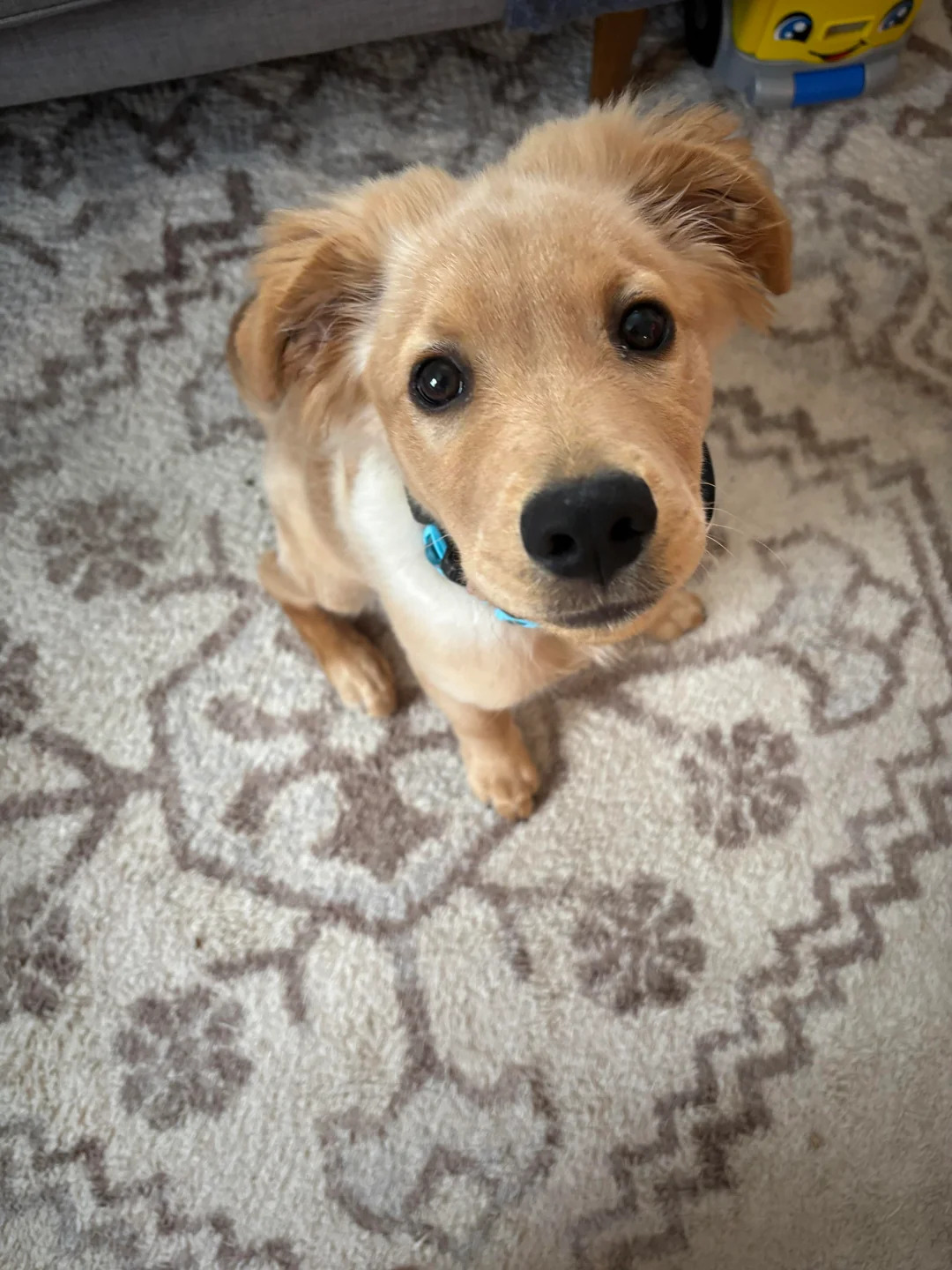 adorable dog in house