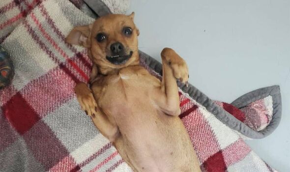 adorable dog laying on back