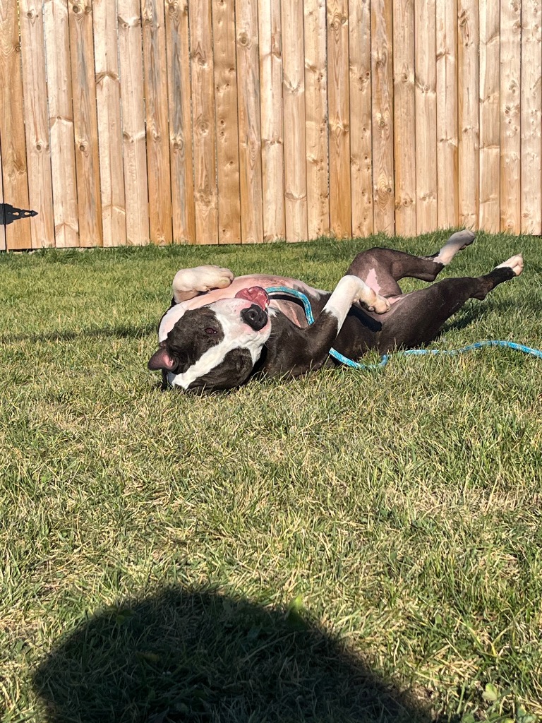 adorable dog laying on back