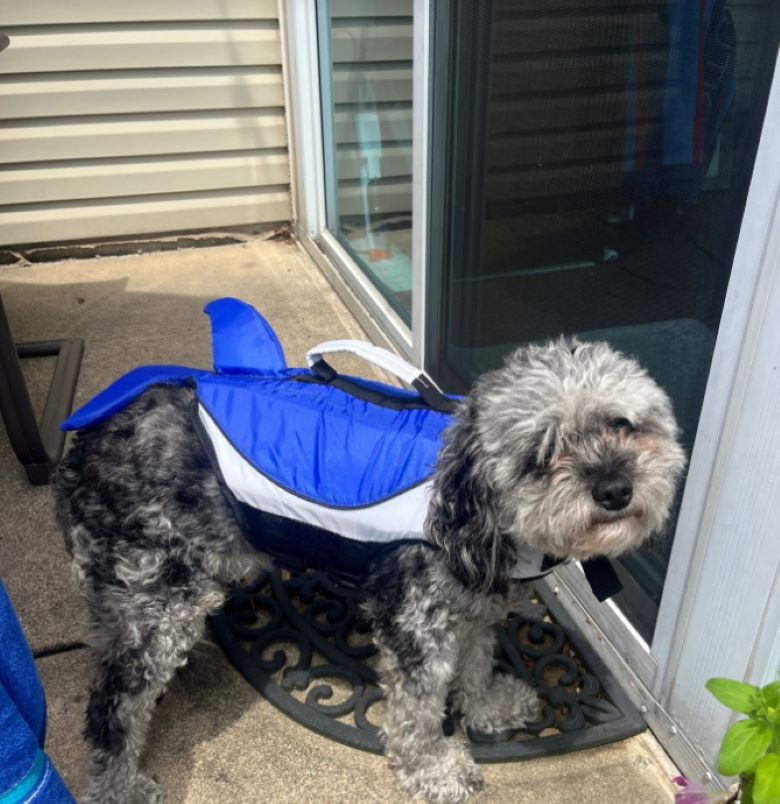 adorable dog on porch