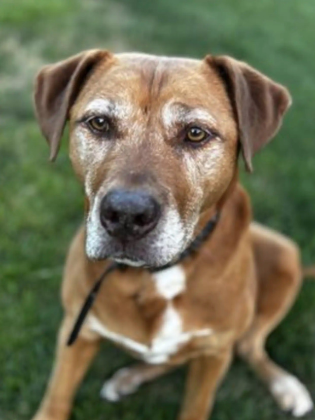 adorable dog sitting on grass