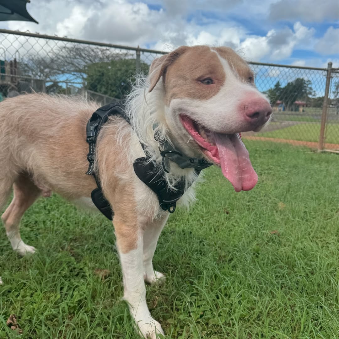 adorable dog standing on grass
