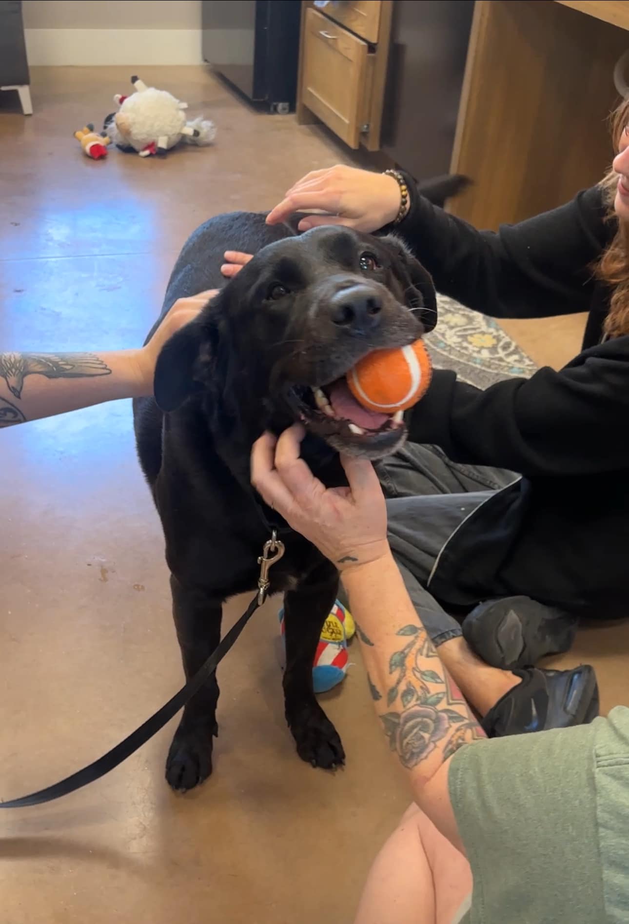 adorable dog with ball in mouth