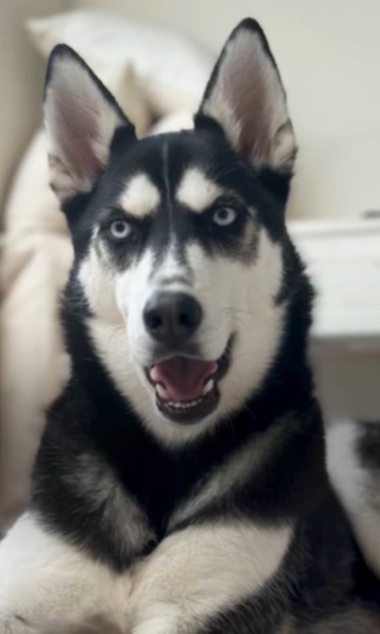 adorable husky