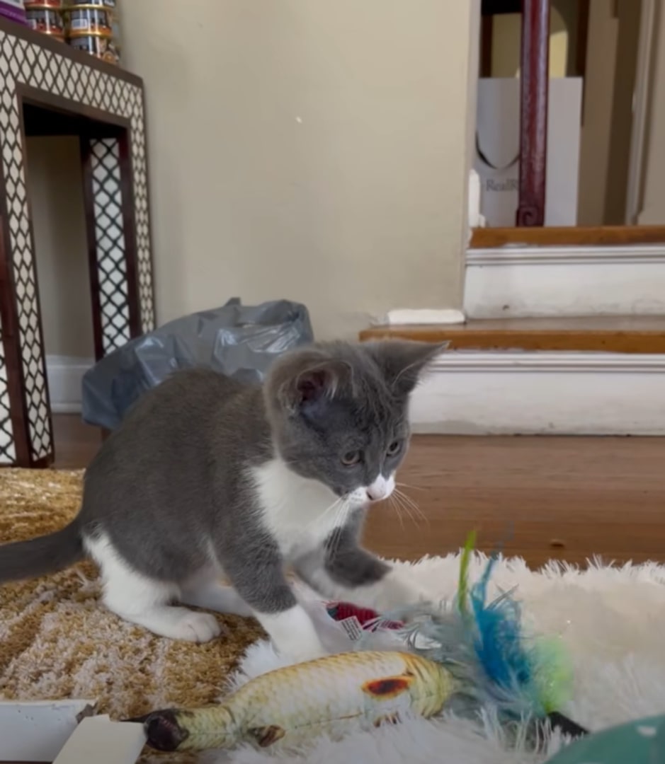 adorable kitten in house