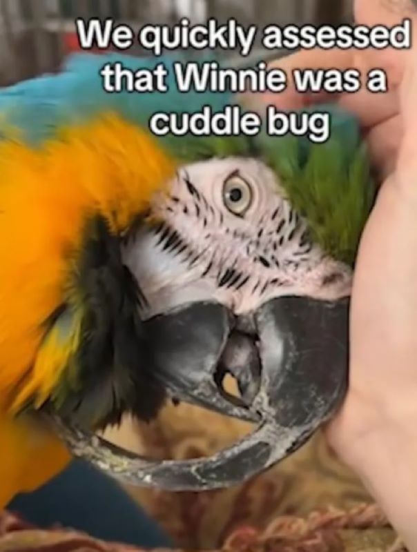 adorable parrot