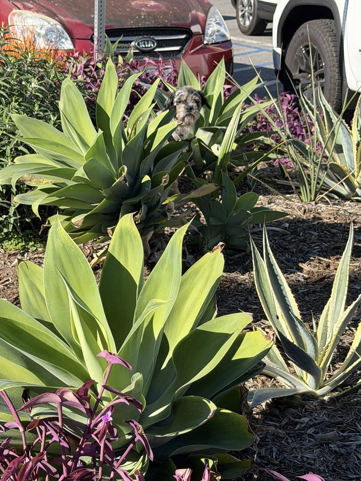 adorable puppy in bushes