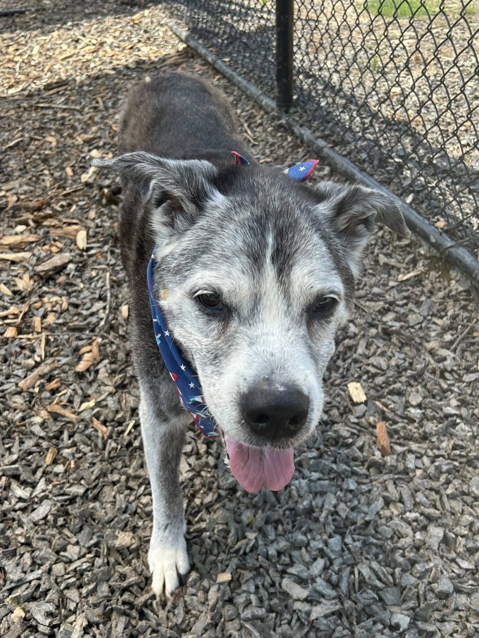 adorable senior gray dog