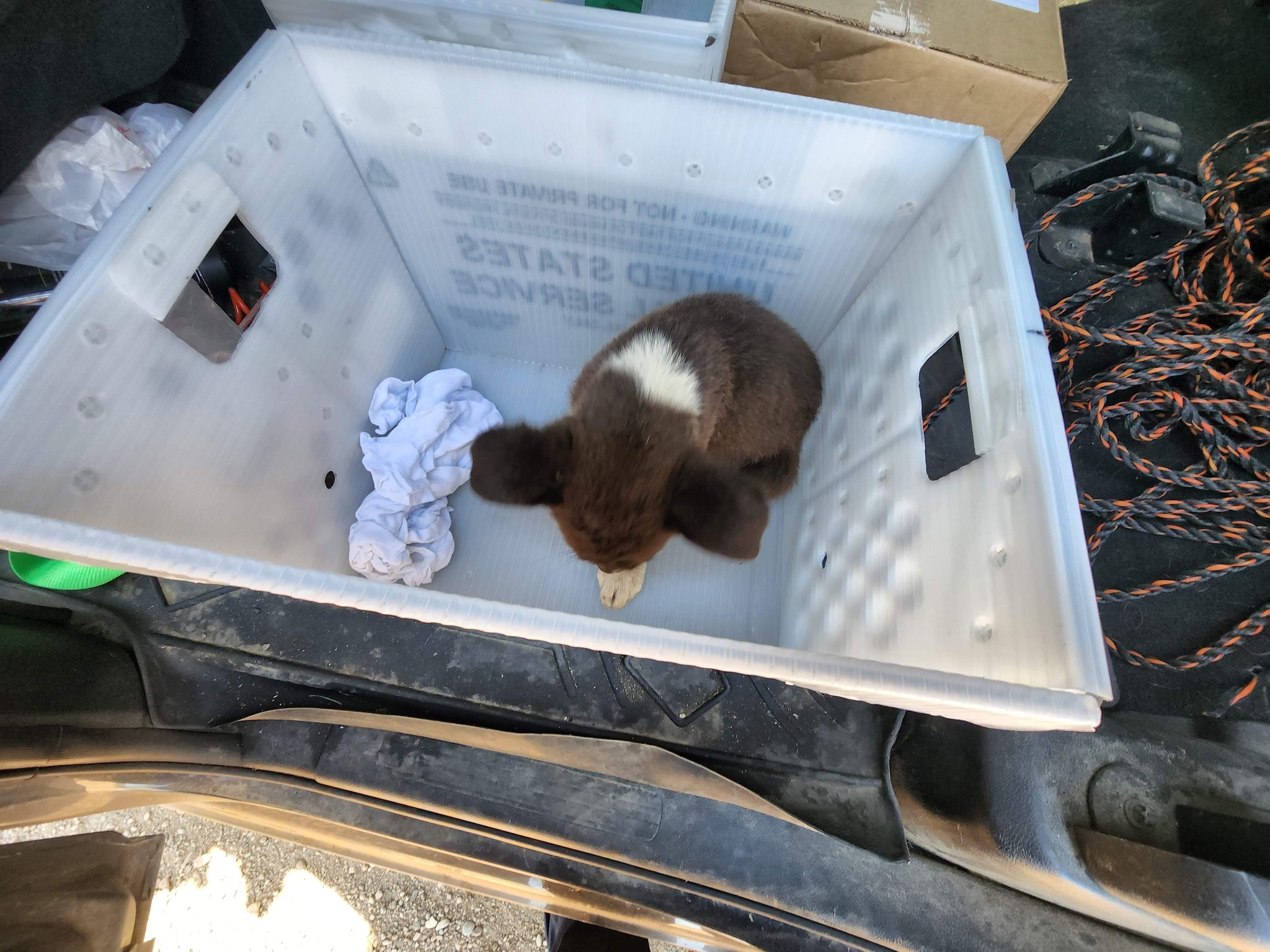 adorable tiny animal