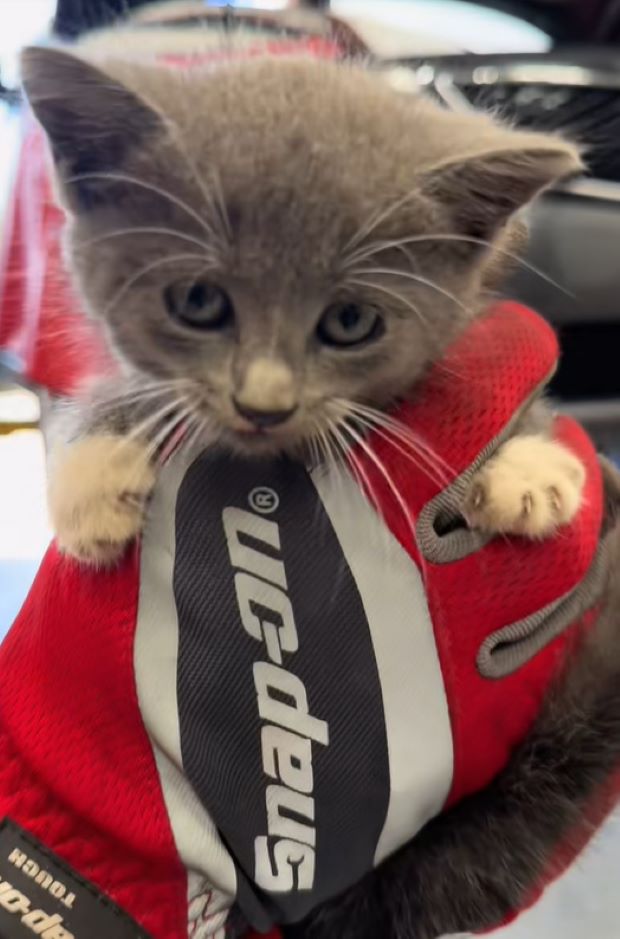 adorable tiny gray kitten