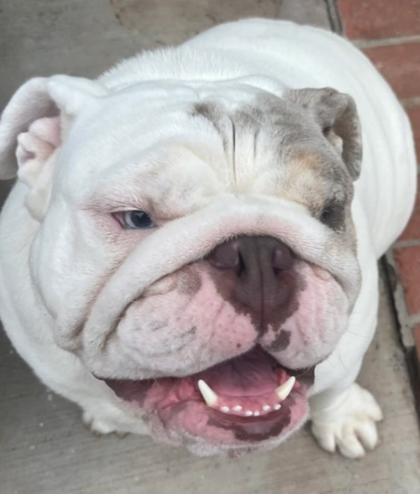 adorable white bulldog