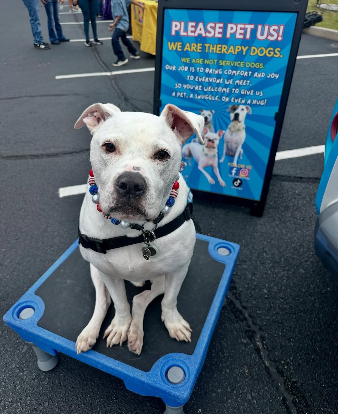 adorable white therapy dog
