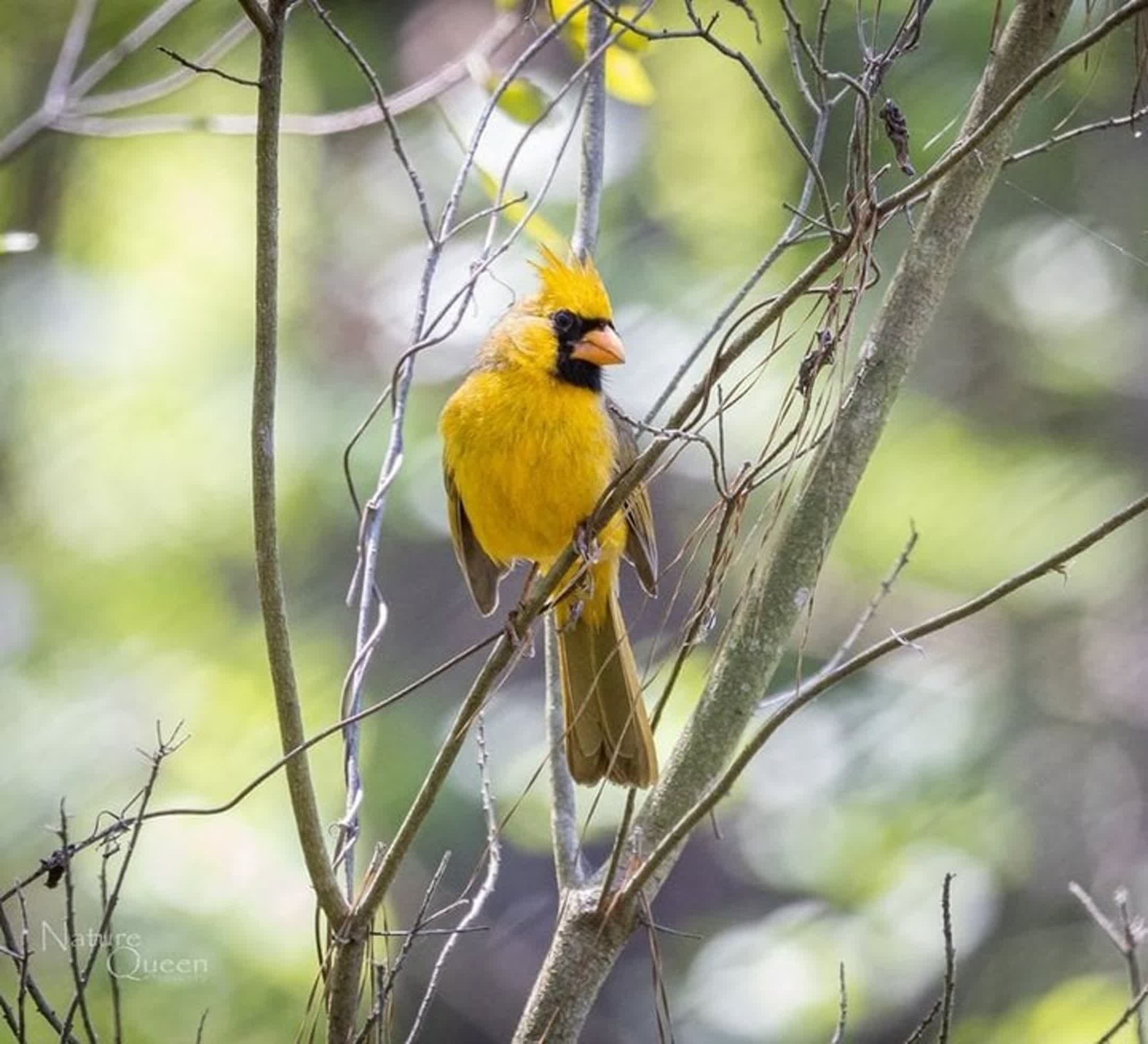 adorable yellow bird