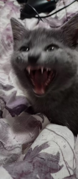 angry gray kitten