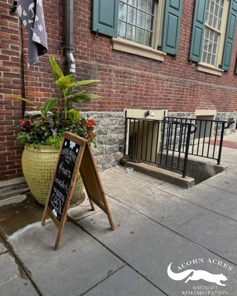 animal near stairwell