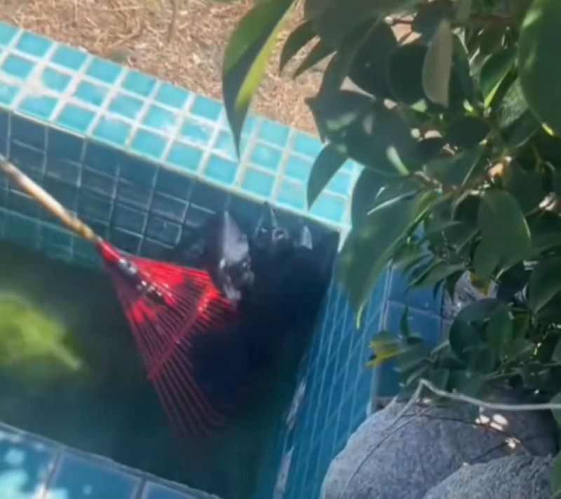 animal stuck in pool