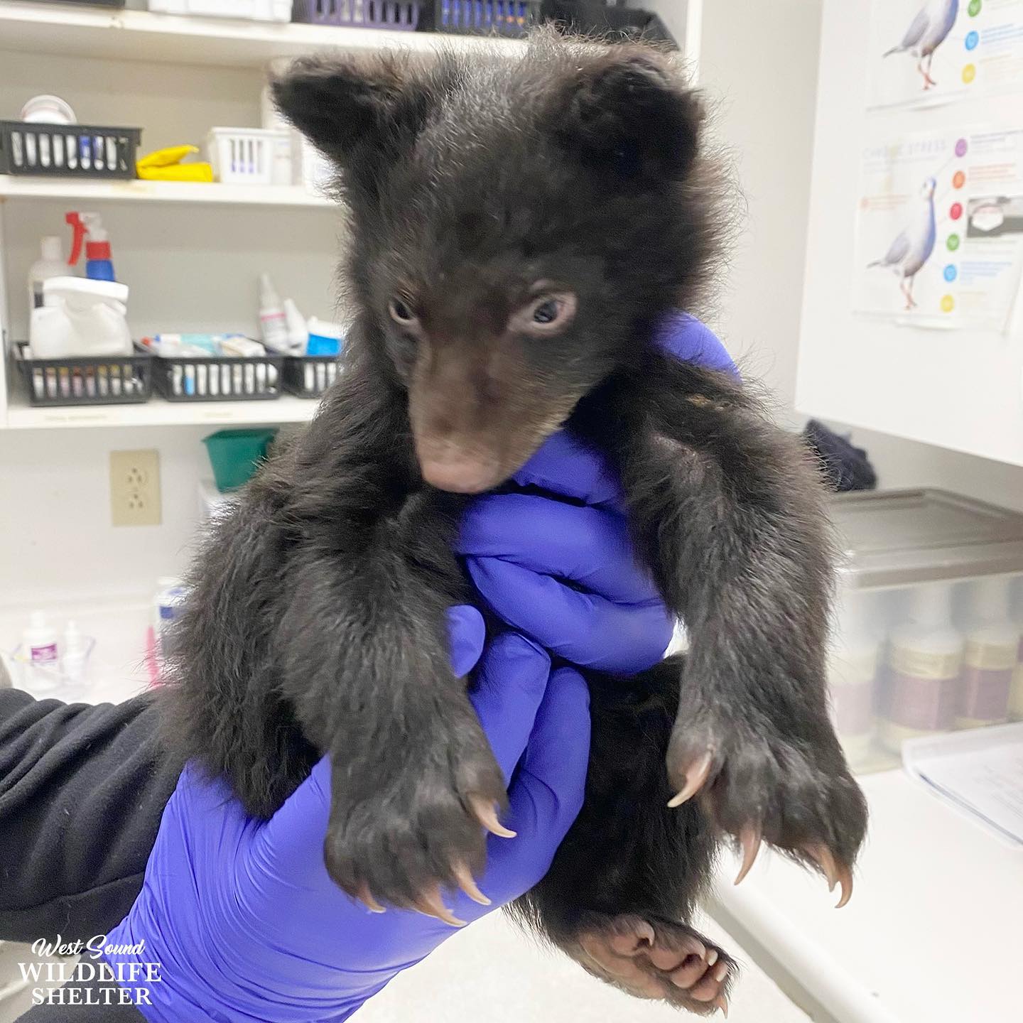 bear cub at vets