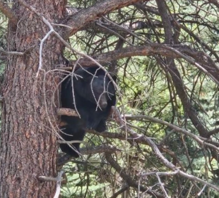 bear on a tree