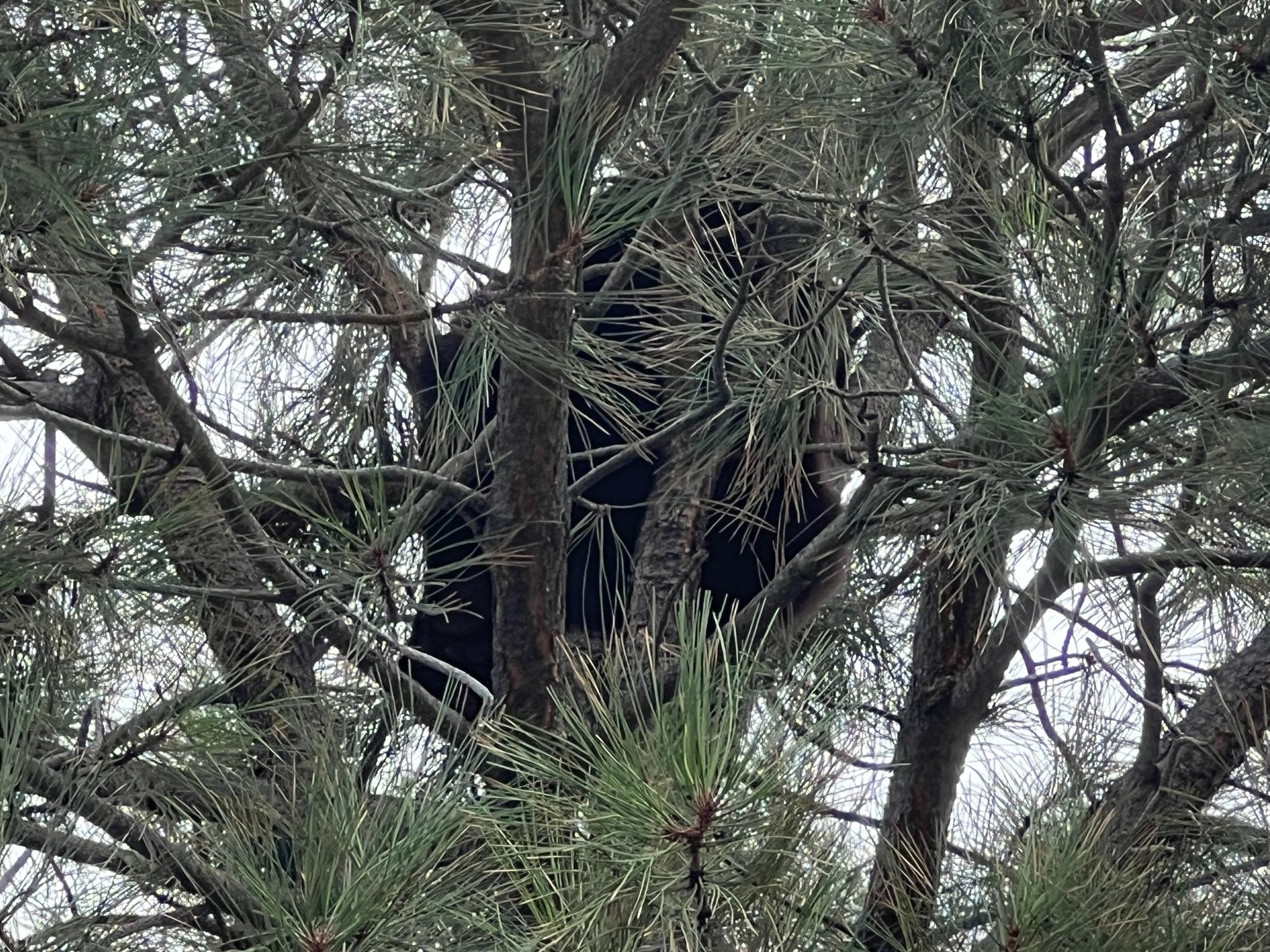 bear on tree