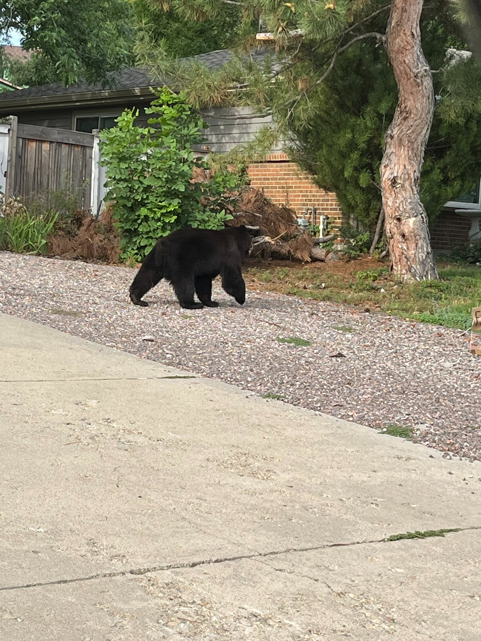 bear walking