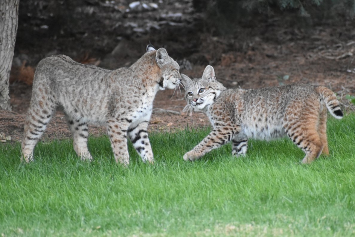 beautiful bobcats