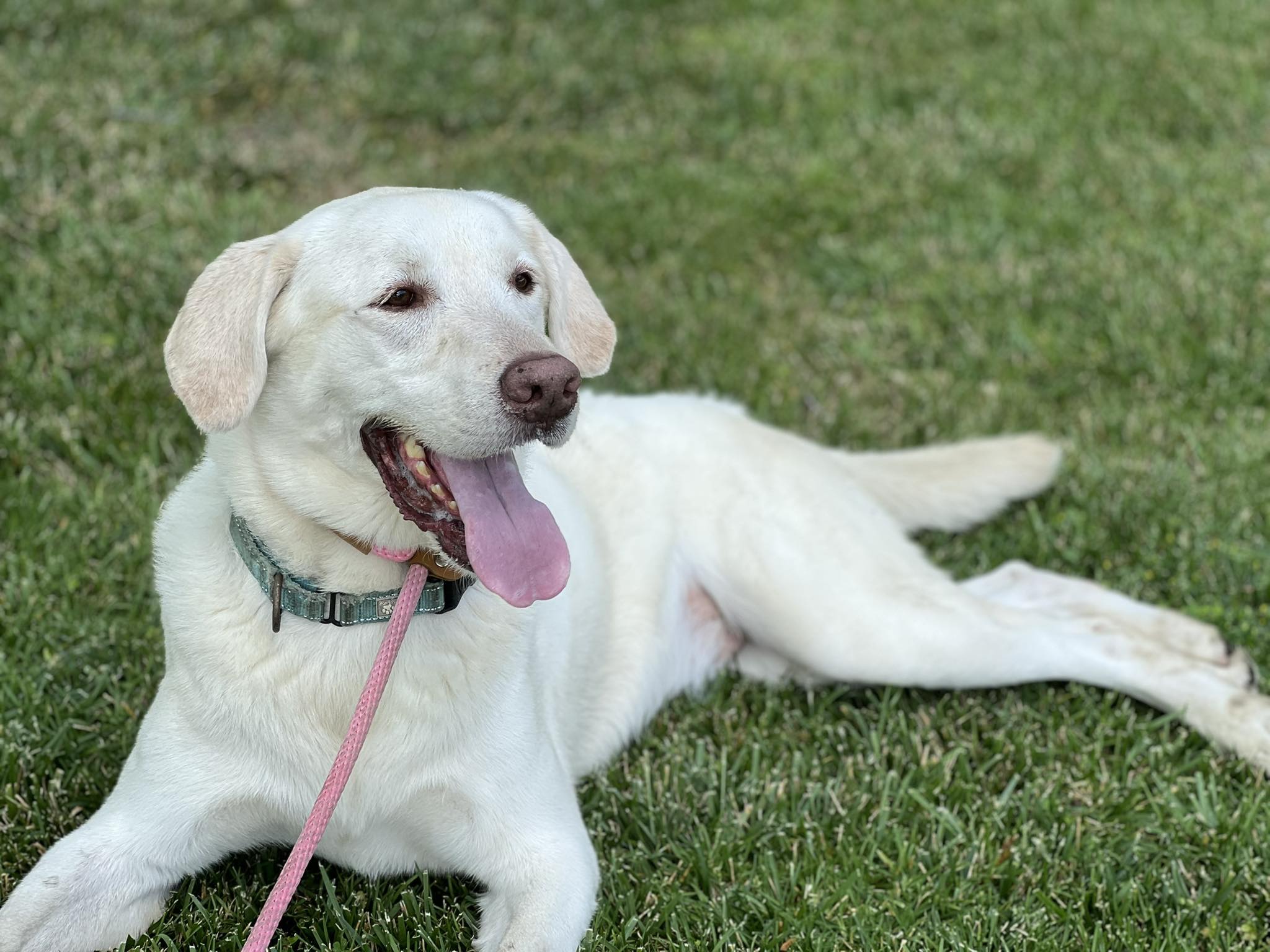 beautiful white dog laying down on grass